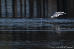 Storie d’ali e di attimi